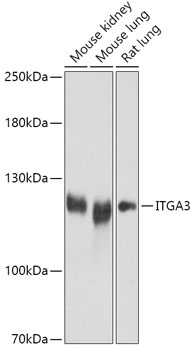 ITGA3 Rabbit polyclonal antibody