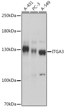 ITGA3 Rabbit polyclonal antibody