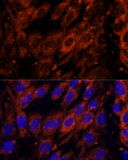 PDE6G Rabbit polyclonal antibody