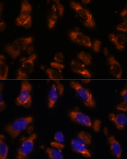 PDE6G Rabbit polyclonal antibody