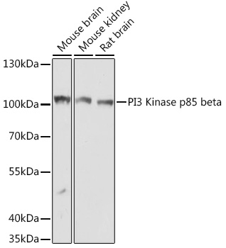 PI3 Kinase p85 beta Rabbit polyclonal antibody