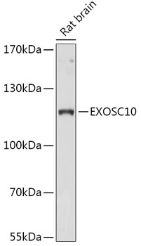 EXOSC10 Rabbit polyclonal antibody
