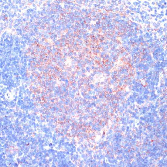 RPL31 Rabbit polyclonal antibody