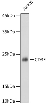 CD3E Rabbit polyclonal antibody