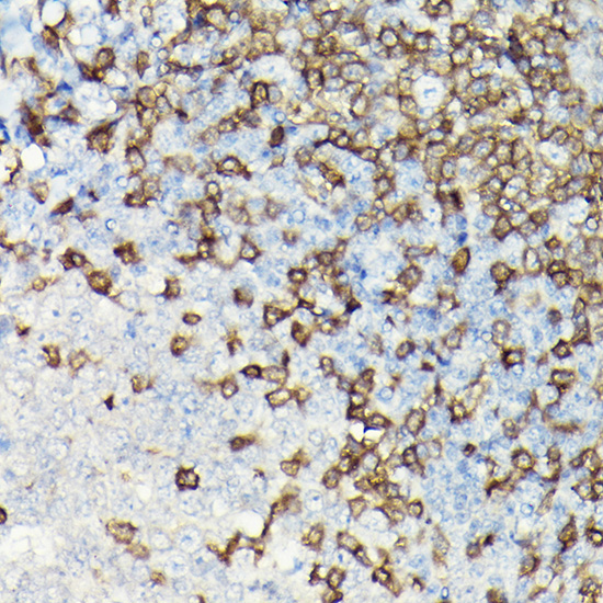 CD3E Rabbit polyclonal antibody