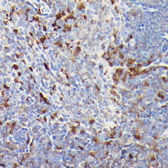 CD3E Rabbit polyclonal antibody