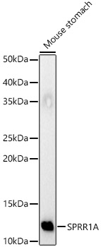 SPRR1A Rabbit polyclonal antibody