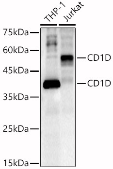 CD1D Rabbit polyclonal antibody