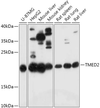 TMED2 Rabbit polyclonal antibody