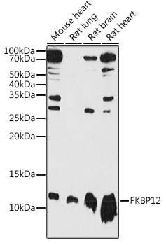 FKBP12 Rabbit polyclonal antibody