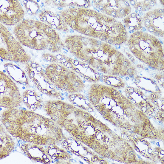 FKBP12 Rabbit polyclonal antibody