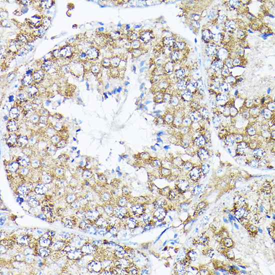 FKBP12 Rabbit polyclonal antibody