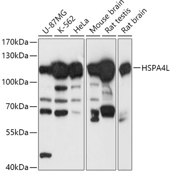 HSPA4L Rabbit polyclonal antibody
