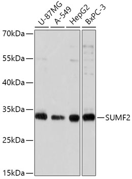 SUMF2 Rabbit polyclonal antibody