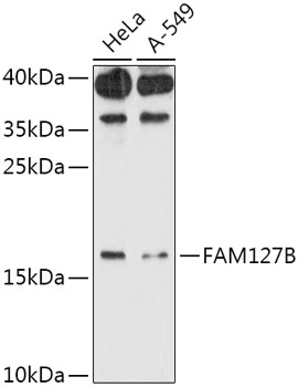 FAM127B Rabbit polyclonal antibody