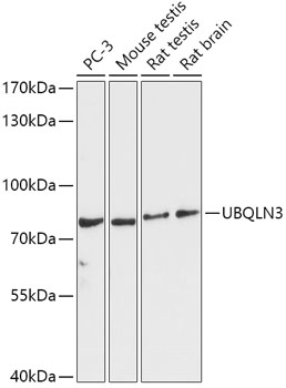 UBQLN3 Rabbit polyclonal antibody