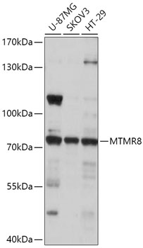 MTMR8 Rabbit polyclonal antibody