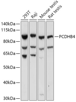 PCDHB4 Rabbit polyclonal antibody