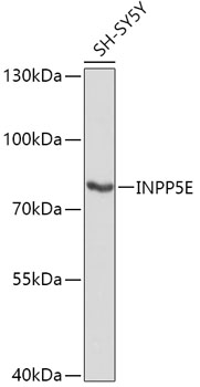 INPP5E Rabbit polyclonal antibody