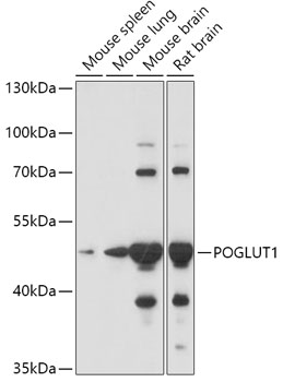POGLUT1 Rabbit polyclonal antibody