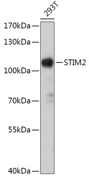 STIM2 Rabbit polyclonal antibody