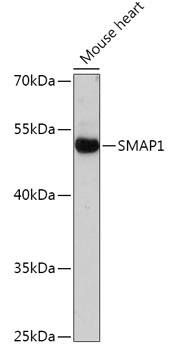 SMAP1 Rabbit polyclonal antibody