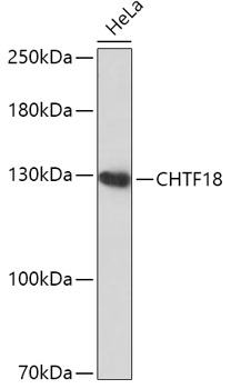 CHTF18 Rabbit polyclonal antibody