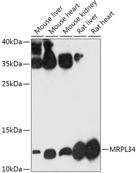 MRPL34 Rabbit polyclonal antibody