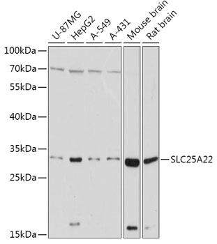 [KO Validated] SLC25A22 Rabbit polyclonal antibody