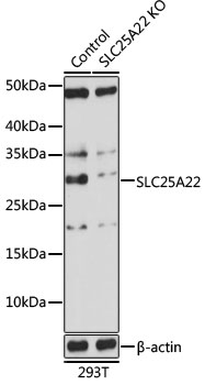 [KO Validated] SLC25A22 Rabbit polyclonal antibody