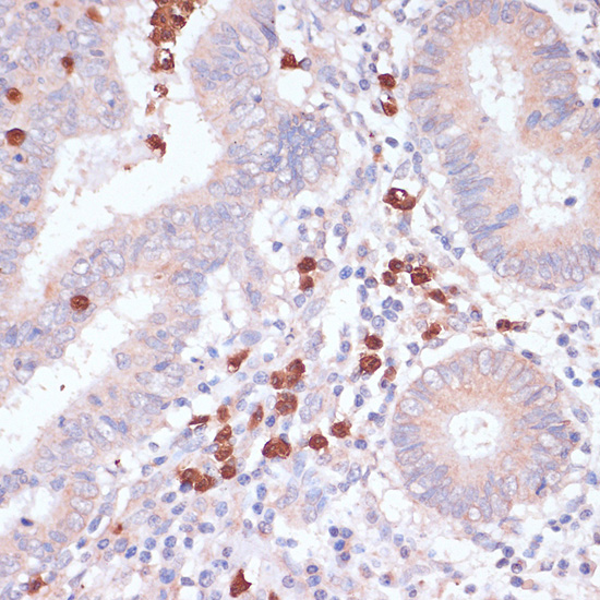 CD82 Rabbit polyclonal antibody