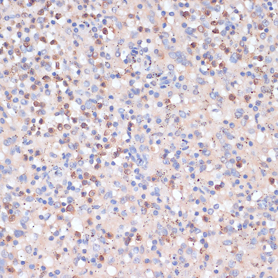 CD82 Rabbit polyclonal antibody