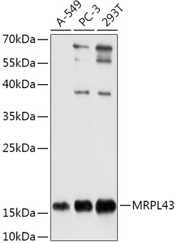 MRPL43 Rabbit polyclonal antibody