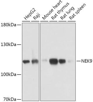 NEK9 Rabbit polyclonal antibody