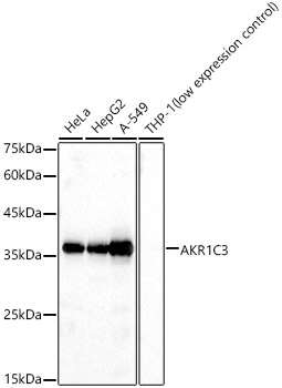 AKR1C3 Rabbit polyclonal antibody