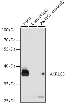 AKR1C3 Rabbit polyclonal antibody