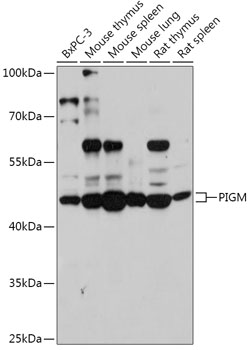 PIGM Rabbit polyclonal antibody