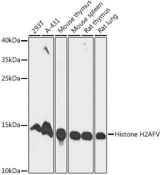 Histone H2AFV Rabbit polyclonal antibody