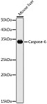 Western blot - Caspase-6 Rabbit pAb (A1784)