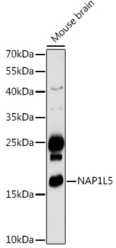 NAP1L5 Rabbit polyclonal antibody