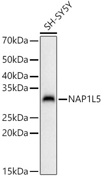 NAP1L5 Rabbit polyclonal antibody