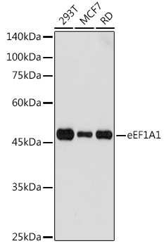 eEF1A1 Rabbit polyclonal antibody