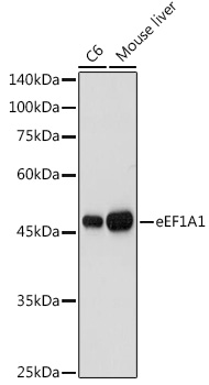 eEF1A1 Rabbit polyclonal antibody