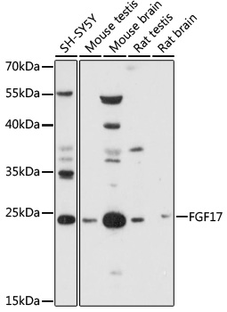 Western blot analysis of various lysates using FGF17 Rabbit pAb (A17864) at 1:1000 dilution.<br/>Secondary antibody: HRP Goat Anti-Rabbit IgG (H+L) (AS014) at 1:10000 dilution.<br/>Lysates/proteins: 25μg per lane.<br/>Blocking buffer: 3% nonfat dry milk in TBST.<br/>Detection: ECL Basic Kit (RM00020).<br/>Exposure time: 60s.