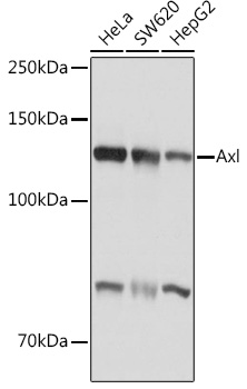 Axl Rabbit polyclonal antibody