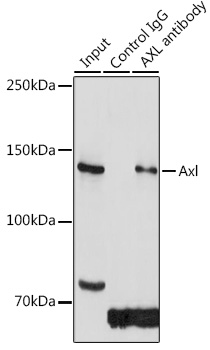 Axl Rabbit polyclonal antibody