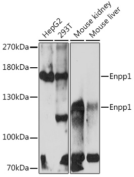 Enpp1 Rabbit polyclonal antibody