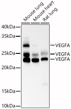VEGFA Mouse monoclonal antibody
