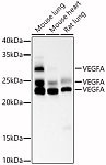 Western blot - VEGFA Mouse mAb (A17877)