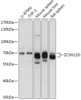 ZC3H12D Rabbit polyclonal antibody